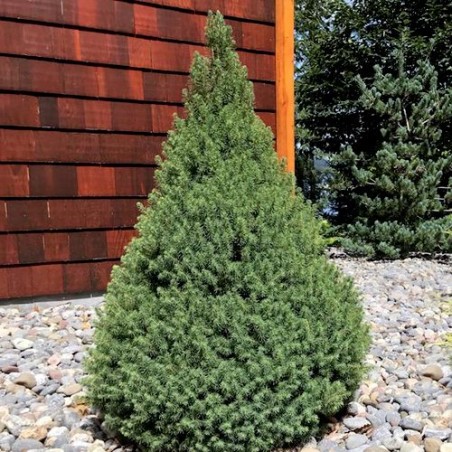 % Egle, Kanādas ,,December,, /Picea glauca/ - C2.5, 30-40cm.