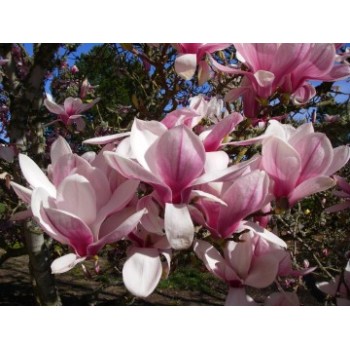 Magnolija, Sulanža 'Winelight' /Magnolia x soulangeana/ 80 -100cm, C3 kont.