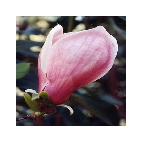 Magnolija, Sulanža 'Winelight' /Magnolia x soulangeana/ 80 -100cm, C3 kont.