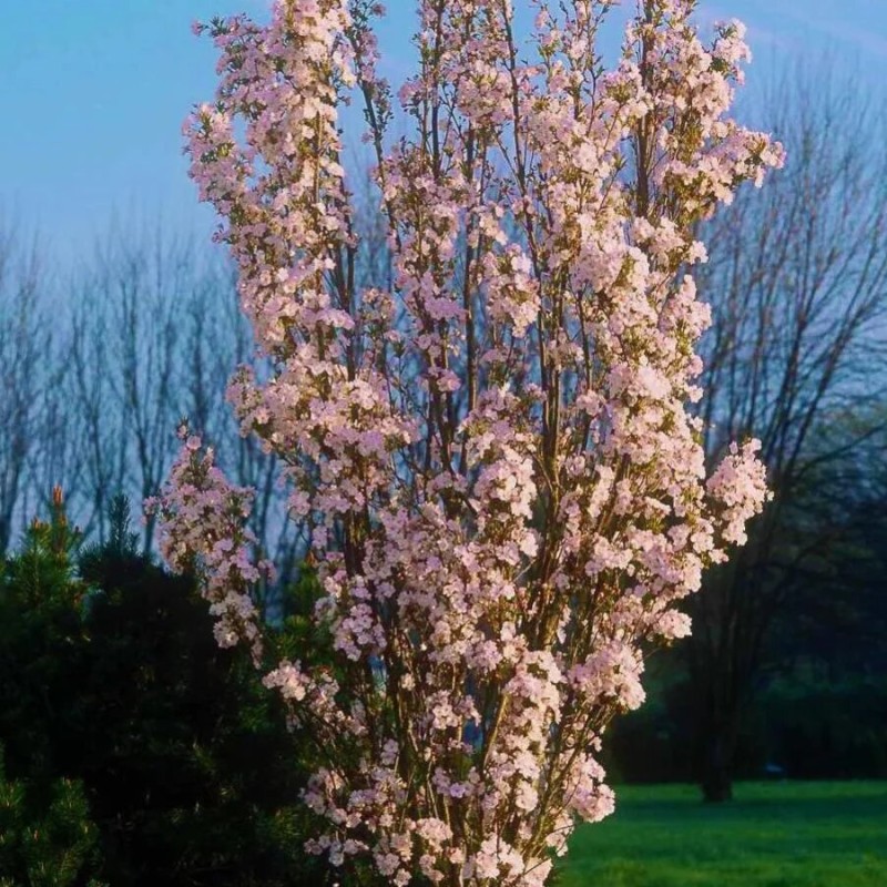 % Japānas ziedu ķirsis - sakura ,,Amanogawa,, /Prunus serrulata/ - 140-160cm