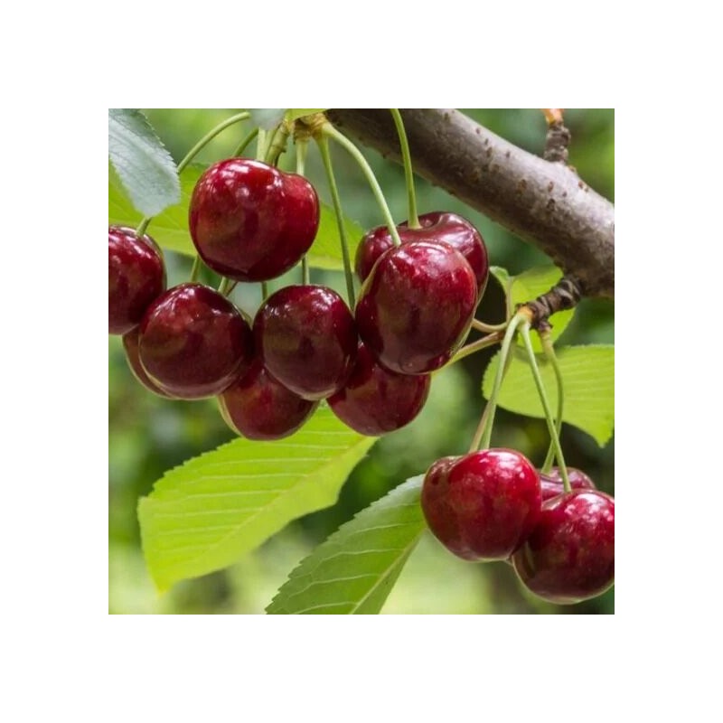 Saldais ķirsis ,,Simone,, /prunus avium/ (vidēji agrais) - 140-180cm