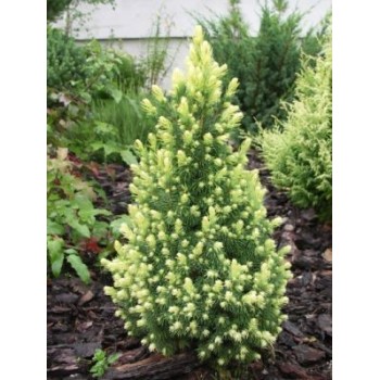 Kanādas egle ,,Daisy,s White,, /Picea glauca/ - C4 kont. 30-40 cm.