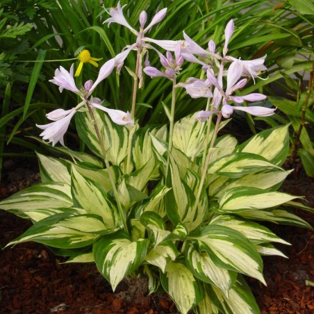 Hosta 'Revolution' /Hosta/ - C2 kont.