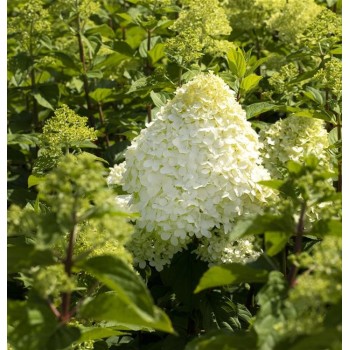 Skarainā hortenzija ,,Hercules,, /Hydrangea paniculata/  - C4 kont.