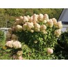 Skarainā hortenzija ,,Hercules,, /Hydrangea paniculata/  - C4 kont.