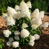 Skarainā hortenzija ,,Hercules,, /Hydrangea paniculata/  - C4 kont.