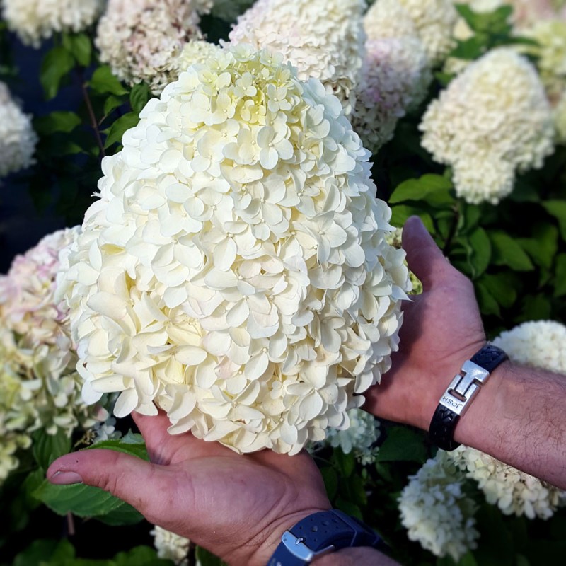 Skarainā hortenzija ,,Hercules,, /Hydrangea paniculata/  - C4 kont.