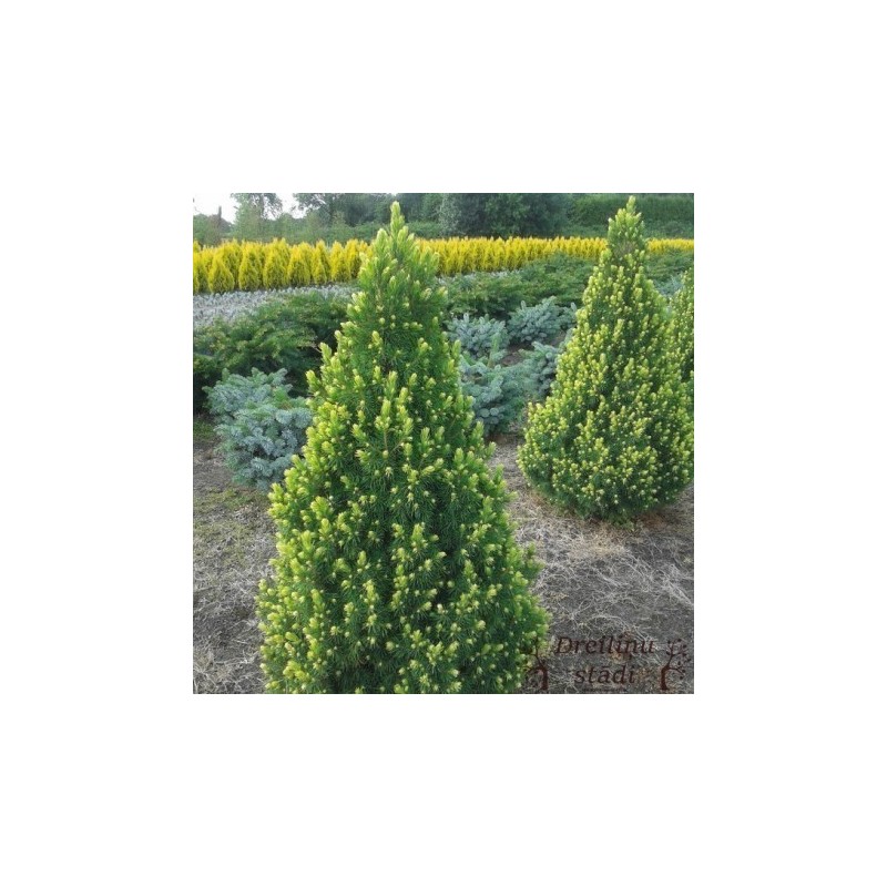 Kanādas egle ,,Rainbows End,, /Picea glauca/ - C10 kont.- 50-60cm.