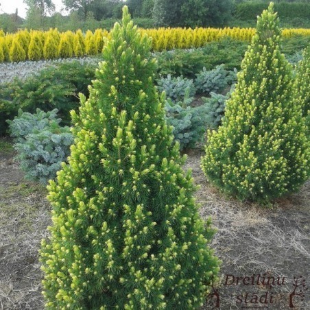 Kanādas egle ,,Rainbows End,, /Picea glauca/ - C10 kont.- 50-60cm.