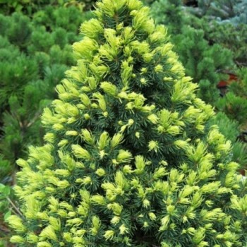 Kanādas egle ,,Rainbows End,, /Picea glauca/ - C10 kont.- 50-60cm.