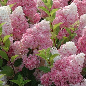 Skarainā hortenzija ,,Vanille Fraise,, /Hydrangea paniculata/ - C3 kont.