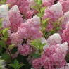 Skarainā hortenzija ,,Vanille Fraise,, /Hydrangea paniculata/ - C3 kont.