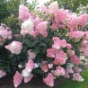 Skarainā hortenzija ,,Vanille Fraise,, /Hydrangea paniculata/ - C3 kont.