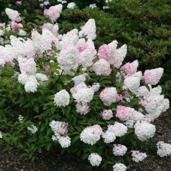 Skarainā hortenzija ,,Vanille Fraise,, /Hydrangea paniculata/ - C3 kont.