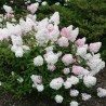 Hortenzija, skarainā ,,Vanille Fraise,, /Hydrangea paniculata/ - C3 kont.