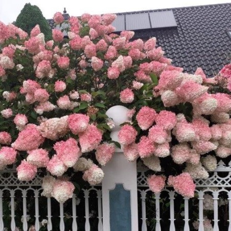 Hortenzija, skarainā ,,Vanille Fraise,, /Hydrangea paniculata/ - C3 kont.