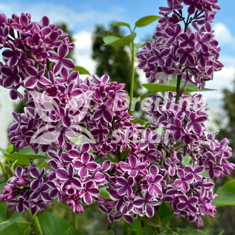 Ceriņš 'Sensation' /Syringa vulgaris/- P9 kont.