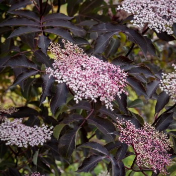 Melnais plūškoks “Black Beauty" /sambucus nigra/ - C3 kont.