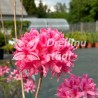 Vasarzaļais rododendrs 'Rosy lights' /Azalea mollis/ - C10 kont.