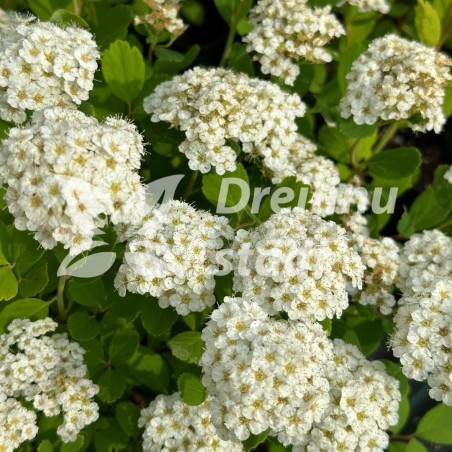 Spireja, bērzlapu ,,Island,, /Spiraea betulifolia/- C3 kont.