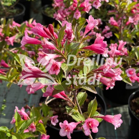 Krāšņā veigela ,,Minuet,, /Weigela florida/- C3 Kont.