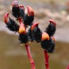 Kārkls, smalkirbuļu (pūpols) ,,Melanostchys,, /Salix gracilistyla/- C5 kont.