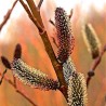 Kārkls, smalkirbuļu (pūpols) ,,Melanostchys,, /Salix gracilistyla/- C5 kont.