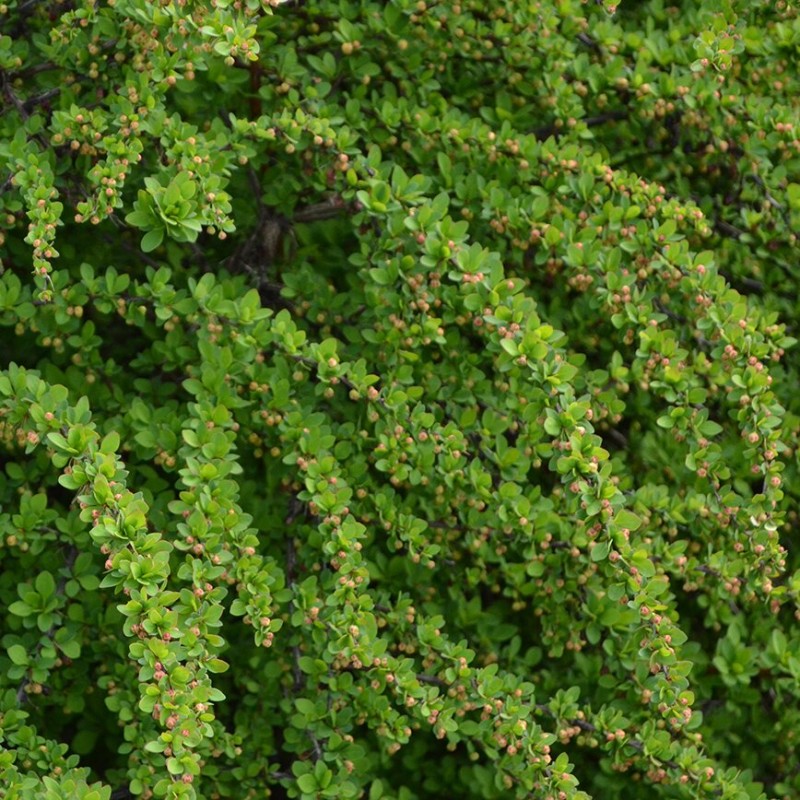 Bārbele, Tunberga "Green carpet" /berberis thunbergii/ - C3 Kont.