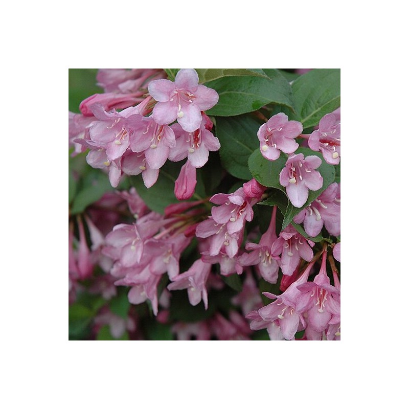 Krāšņā veigela ,,Pink Princess" /Weigela florida/ - C2 Kont.