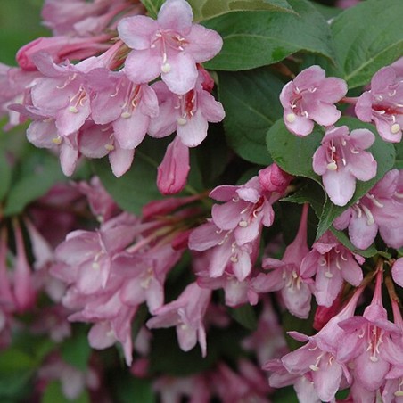 Krāšņā veigela ,,Pink Princess" /Weigela florida/ - C2 Kont.