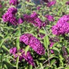 Budleja, Dāvida ,, Royal Red,,/Buddleja davidii/- C2 kont.