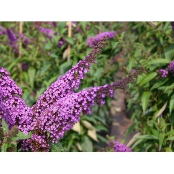 Budleja Dāvida ,,Ile De France,, /Buddleja davidii/- C2,5 kont.