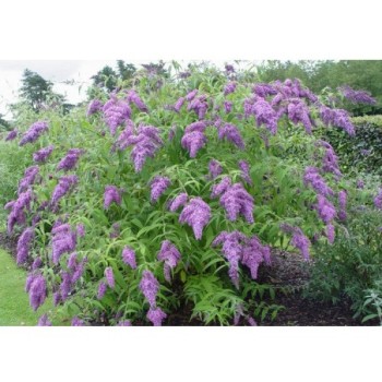 Budleja Dāvida ,,Ile De France,, /Buddleja davidii/- C2,5 kont.