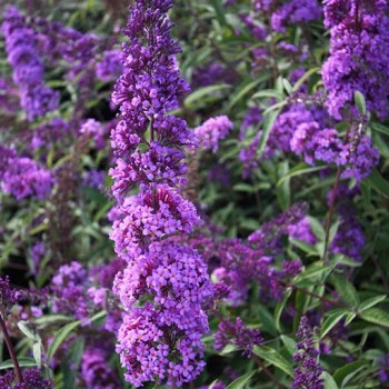 Budleja Dāvida ,,Ile De France,, /Buddleja davidii/- C2,5 kont.