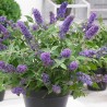 Dāvida budleja ,,Free Petite Blue Heaven,, /Buddleja davidii/- C2 kont.