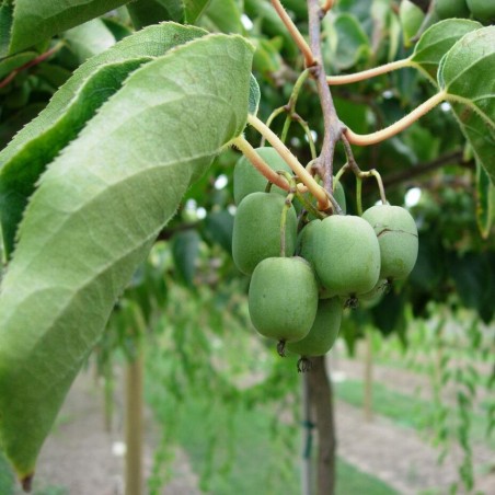 % Aktinīdija (kivi) 'Dumbarton Oaks' (siev.) /actinidia arguta/ - C2 kont.