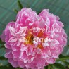 Pienziedu peonija "Pink Charmer" /paeonia lactiflora/ - C5 kont.