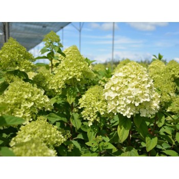 Skarainā hortenzija ,,Little Lime,, /hydrangea paniculata/ - C5 kont.