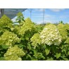 Skarainā hortenzija ,,Little Lime,, /hydrangea paniculata/ - C5 kont.