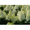 Skarainā hortenzija ,,Little Lime,, /hydrangea paniculata/ - C5 kont.