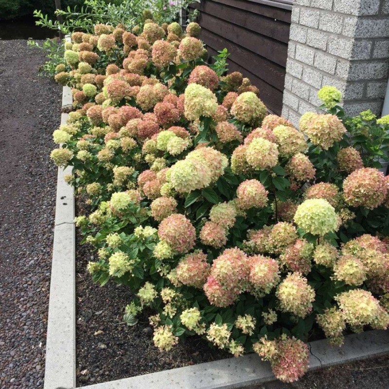 Skarainā hortenzija ,,Little Lime,, /hydrangea paniculata/ - C5 kont.