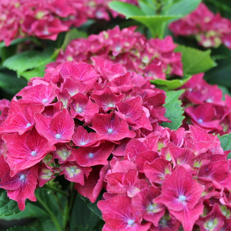 Liellapu hortenzija 'Royal Red' /hydrangea macrophylla/ - C5 kont. - 25-30cm.