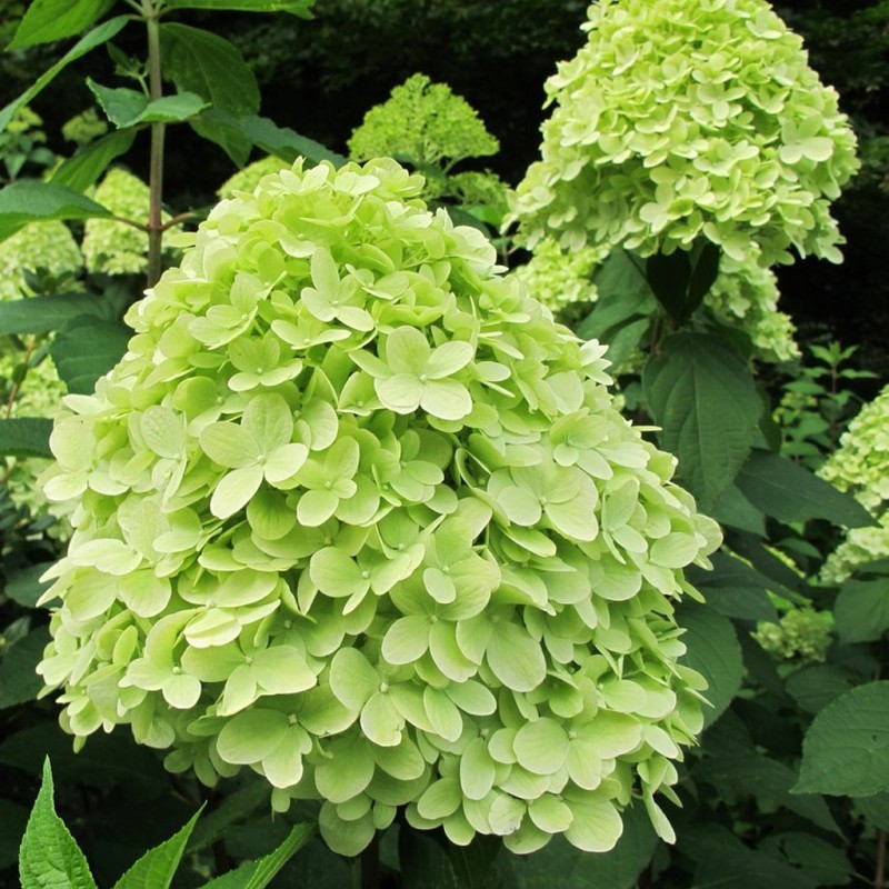 Hortenzija, skarainā ,,Mojito,, /Hydrangea paniculata/ - C4 kont.