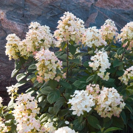 Hortenzija, skarainā ,,Tickled Pink,, /Hydrangea paniculata/ - C3 kont.