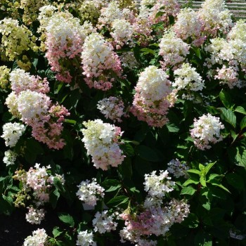 Hortenzija, skarainā ,,Tickled Pink,, /Hydrangea paniculata/ - C3 kont.