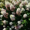 Skarainā hortenzija ,,Tickled Pink,, /Hydrangea paniculata/ - C3 kont.