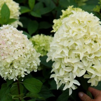 Skarainā hortenzija ,,Skyfall,, /Hydrangea paniculata/ - C4 kont.