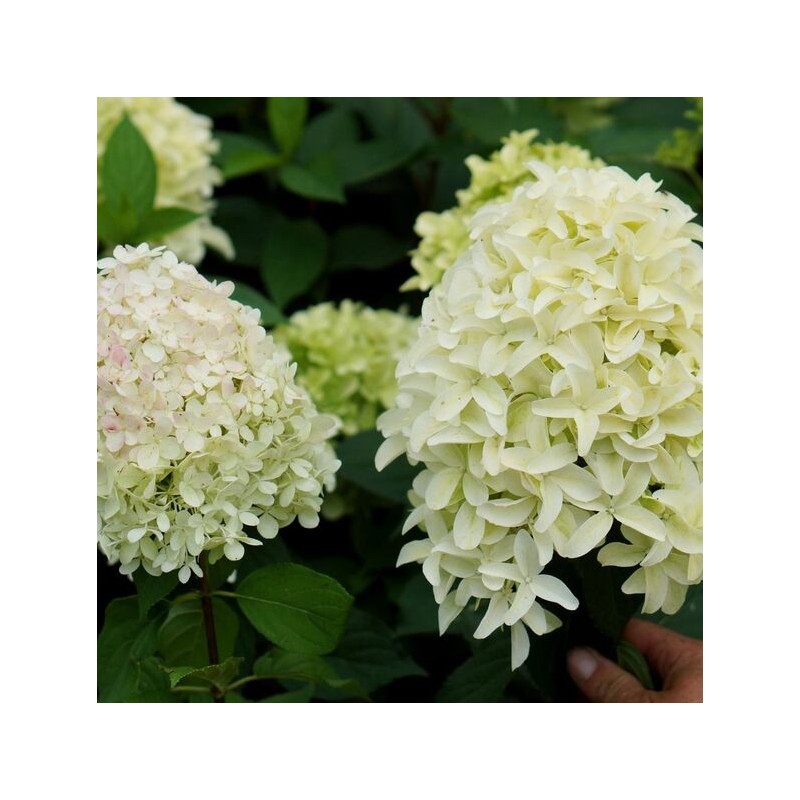 Skarainā hortenzija ,,Skyfall,, /Hydrangea paniculata/ - C4 kont.