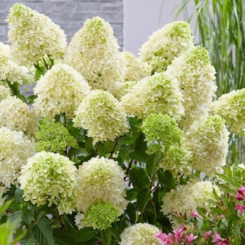 Skarainā hortenzija ,,Skyfall,, /Hydrangea paniculata/ - C4 kont.