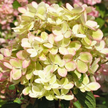 Skarainā hortenzija ,,Pastelgreen,, /Hydrangea paniculata/ - C4 kont.